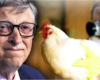 Gates Insider gibt zu, dass die Elite plant, MILLIARDEN mittels Vogelgrippe-Impfstoff einzuschläfern