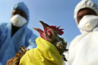Die WHO ordnet „weltweite Lockdowns“ an, da Australien den ersten Fall einer menschlichen Vogelgrippe meldet