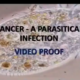 Krebsparasitäre Infektion