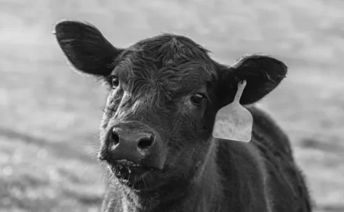 Digitale ID kennzeichnet Menschen als Nutztiere