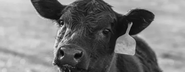 Digitale ID kennzeichnet Menschen als Nutztiere